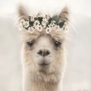 Welcome to Mama Llama's Cozy Closet!